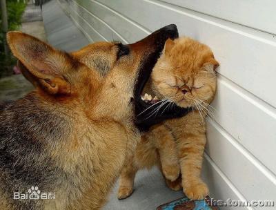 中国猫 vs 外国犬