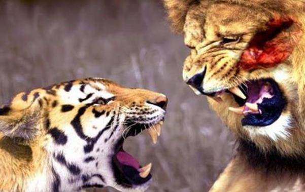 日本军vs老虎