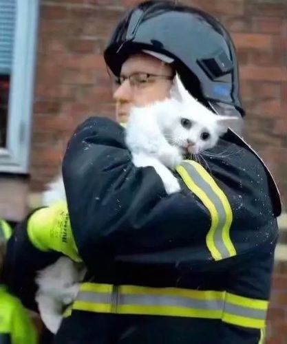 火灾后丹麦的猫vs俄罗斯的猫