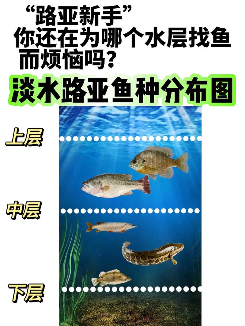 眼镜蛇鱼vs中国黑鱼