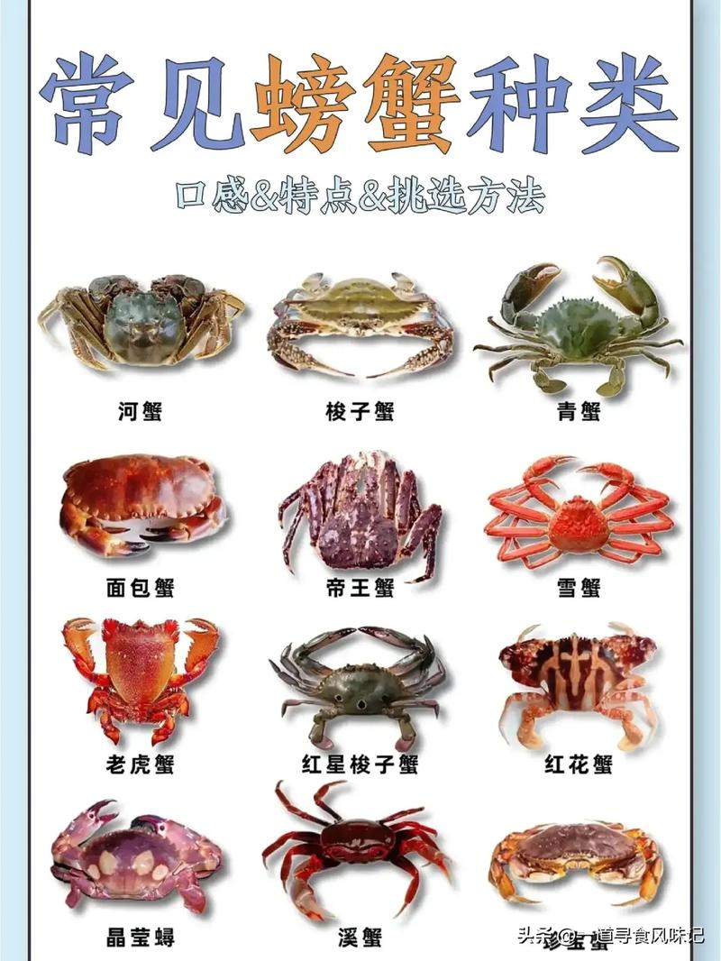 美国螃蟹vs中国螃蟹