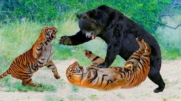 西伯利亚虎vs灰熊视频
