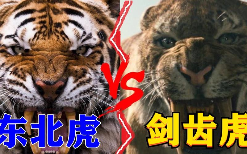 中国斗牛vs东北虎谁厉害的相关图片