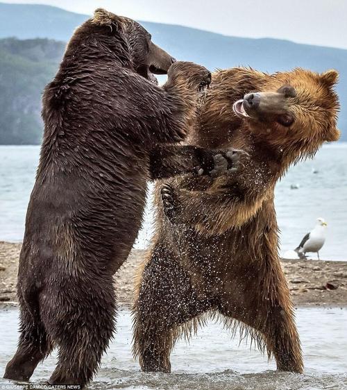 中国熊vs国外熊男生的相关图片