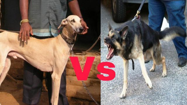 德国牧羊犬vs的相关图片